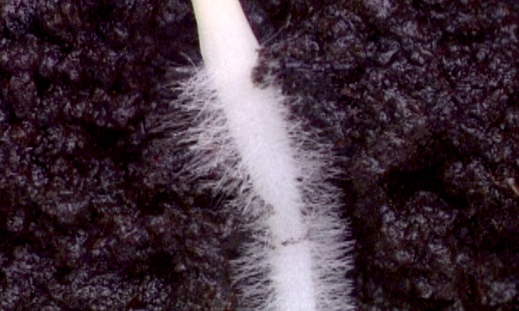 L'eau dans les plantes - Absorption de l'eau et évapotranspiration - 5mn 21s